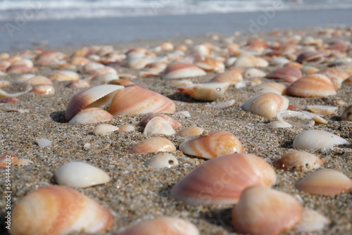 shells on the beach