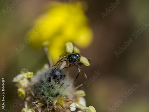 una hormiga en una hoja © MrWeaK