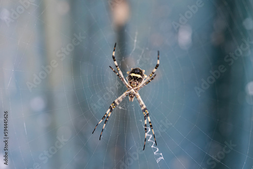 Garden weaver spider in its web. Argiope argentata.