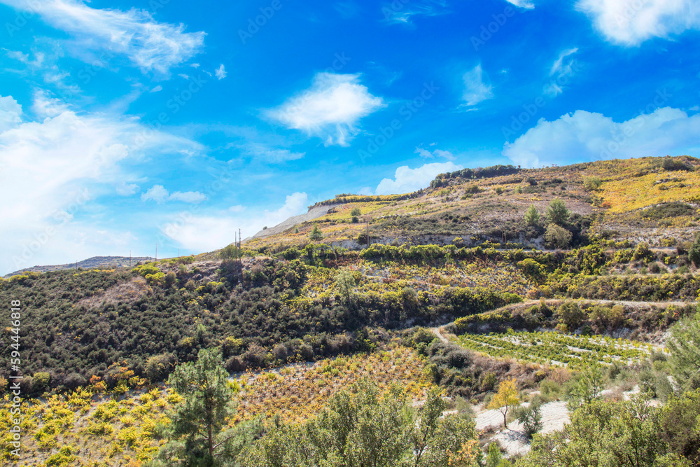 Beautiful view of the grape terraces of Cyprus