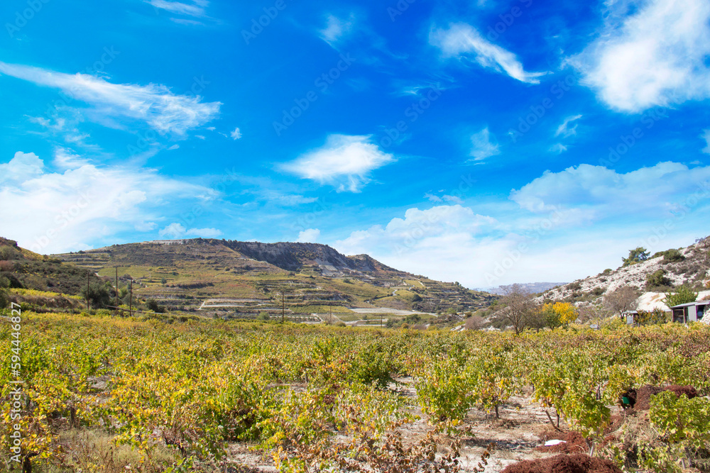 Beautiful view of the grape terraces of Cyprus Beautiful view of the grape terraces of Cyprus