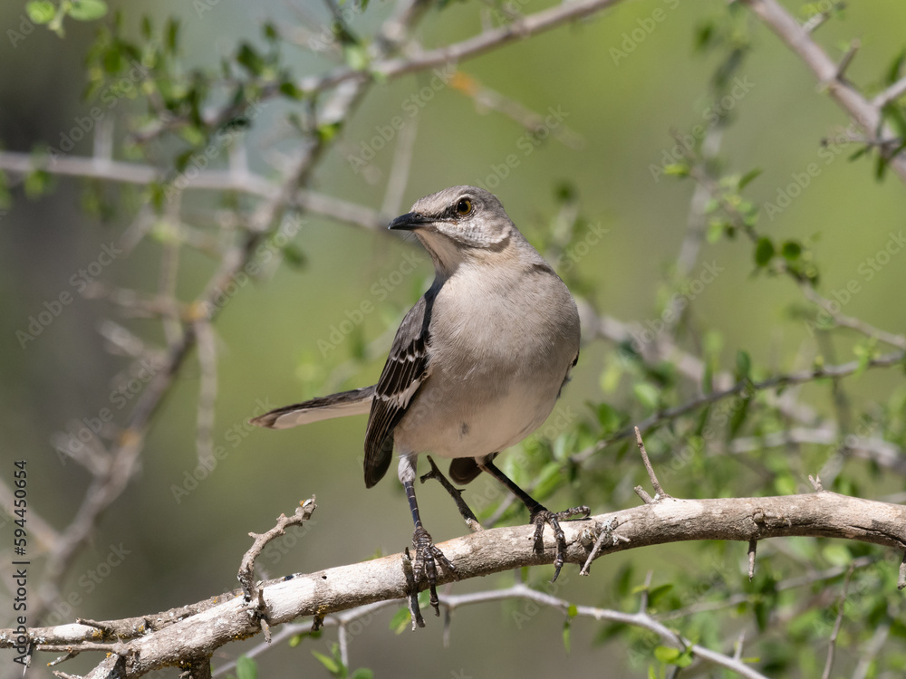 Adult Northern Mockingbird Perched on a Tree Branch and Looking Left