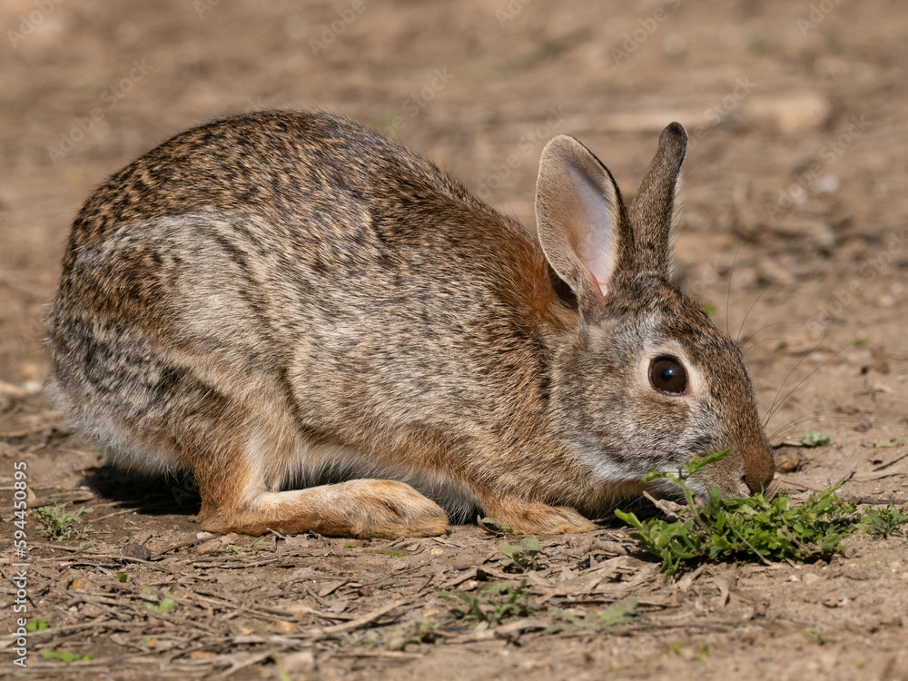 Eastern Cottontail Rabbit in the Wild Photographed Close Up in Profile Eastern Cottontail Rabbit in the Wild Photographed Close Up in Profile