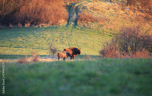 Fototapeta Naklejka Na Ścianę i Meble -  European Bison on the green meadow. The Bieszczady Mountains, Poland.