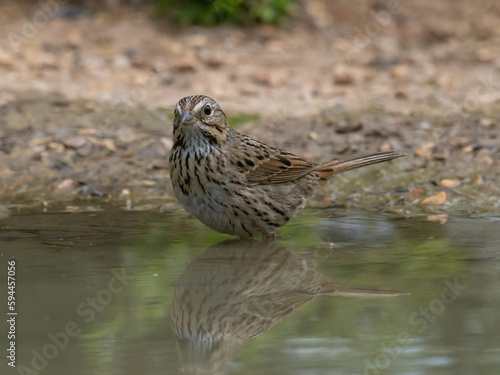 Lincoln's Sparrow Standing in Shallow Water Facing Camera