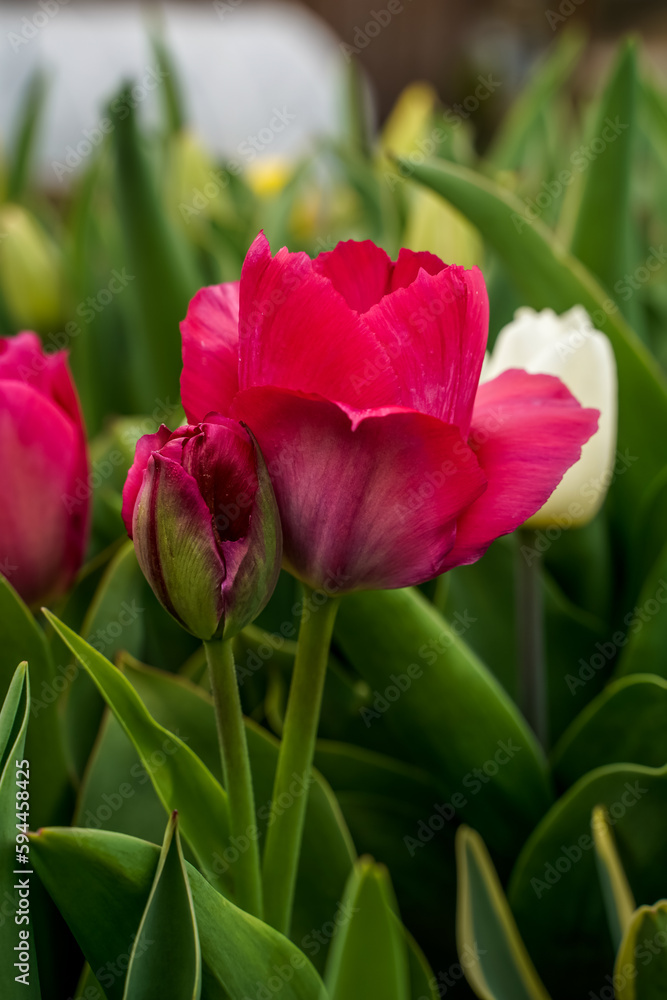Bright pink tulip beginning to bloom. Outdoor flower garden. Bright pink tulip beginning to bloom. Outdoor flower garden.