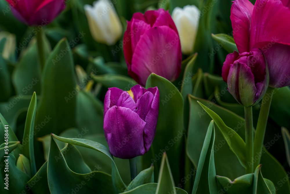 Fototapeta premium Unique purple tulip with a small yellow spot. Tulips in a flower bed outdoors.
