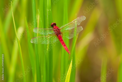 Chiang Mai, Thailand. Red Dragonfly, Orthetrum testaceum, also known as Scarlet Skimmer. photo