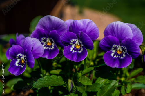 Purple viola flowers with yellow center. Planter outdoors.