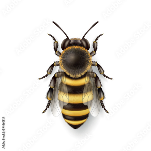 Vector 3d Realistic Detailed Honey Bee Icon Closeup Isolated on White Background. Queen Honeybee Design Template, Vector Illustration of Bee in Macro, Top VIew