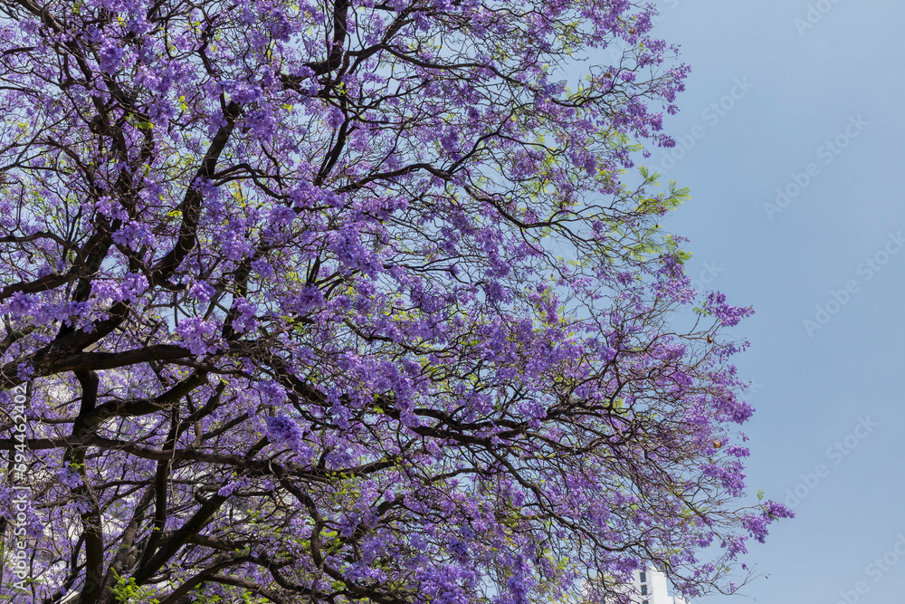 Jacaranda tree with sky in the background and copy space Jacaranda tree with sky in the background and copy space
