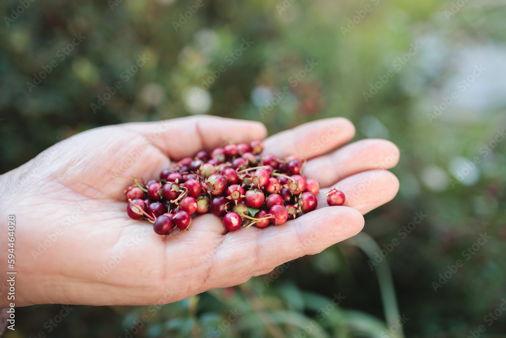 The Power of Murta: Picking handful Wild Chilean Berry, Packed with Vitamins, Minerals, and Antioxidants The Power of Murta: Picking handful Wild Chilean Berry, Packed with Vitamins, Minerals, and Antioxidants