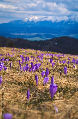 Obraz na płótnie Beautiful purple flowers in spring mountain scenery. Cute crocuses on a mountain glade on the Turbacz peak in the Polish mountains. Photo with a shallow depth of field with a blurred background. w salonie
