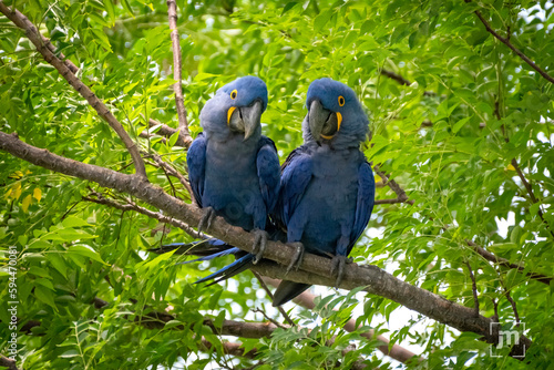 blue and yellow macaw