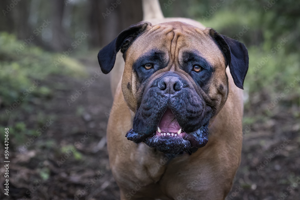 2023-04-19 A CLOSE UP PORTRAIT OF A LARGE FAWN COLORED BULLMASTIFF WITH NICE EYES AND A BLURRED BACKGROUND ON MERCER ISLAND WASHINGTON