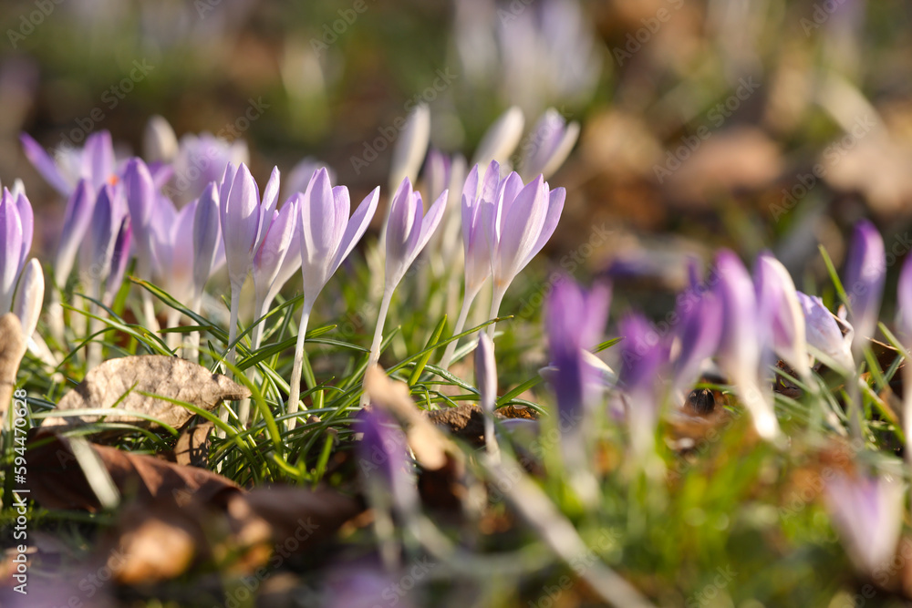 Beautiful crocus flowers growing outdoors, closeup. Space for text Beautiful crocus flowers growing outdoors, closeup. Space for text