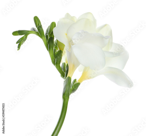 Beautiful freesia flower with tender petals isolated on white