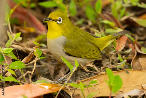 Swinhoe's White-Eye Forages in Leaf Litter in Taipei Park photo