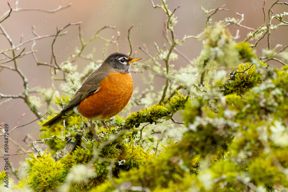 American Robin Poses on a Moss-Covered Branch American Robin Poses on a Moss-Covered Branch