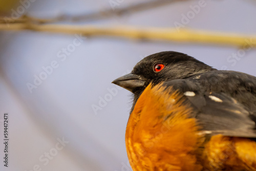 Portrait of a Spotted Towhee photo