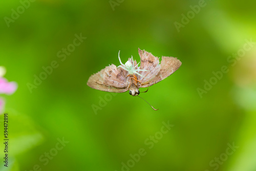 Spider feeding on butterfly
