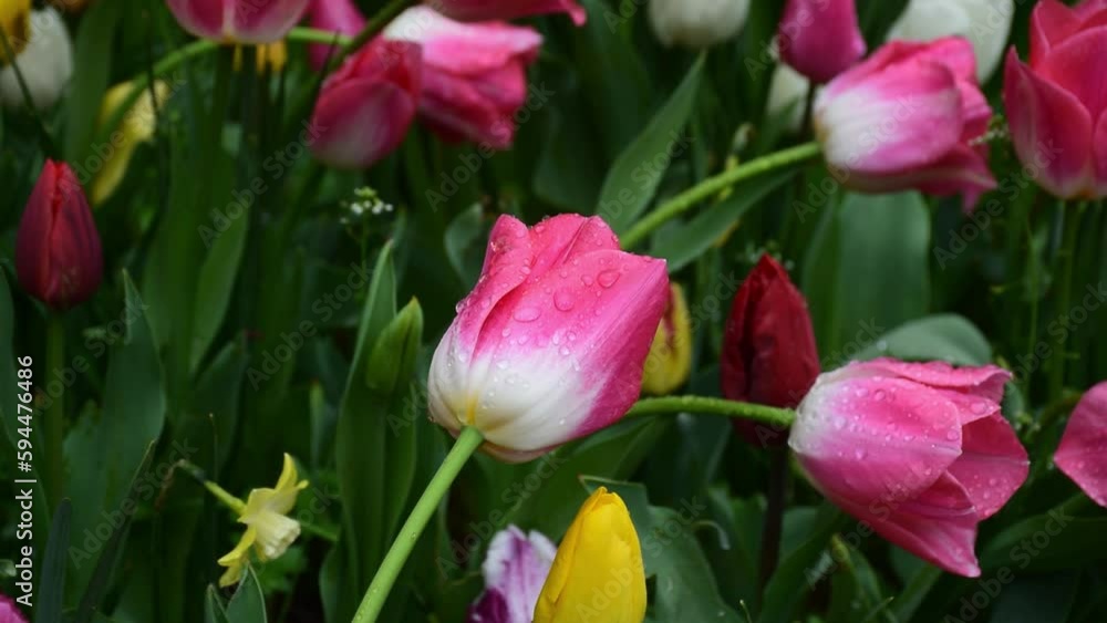 Pink tulip video with water droplets. Vibrant coloured tulips flower growing in park, heads moving in slow wind. Pink tulip video with water droplets. Vibrant coloured tulips flower growing in park, heads moving in slow wind.