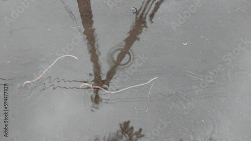Earthworm crawling the a underwater