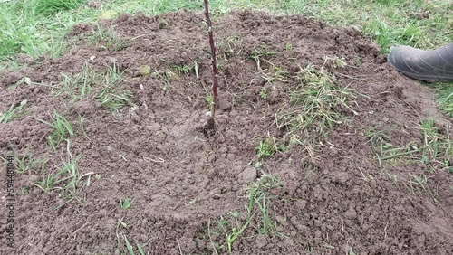 Woman planting tree seedlings in the ground