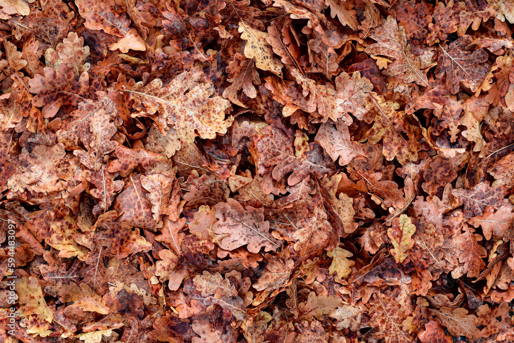 Brown vibrant Autumn oak leaves background Brown vibrant Autumn oak leaves background
