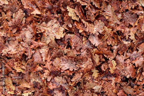 Brown vibrant Autumn oak leaves background