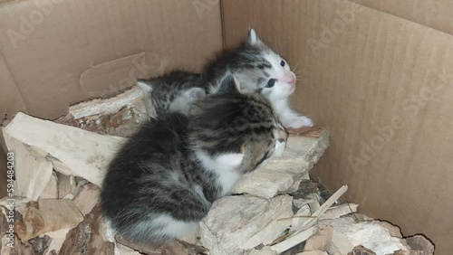 Young newborn the blind kittens