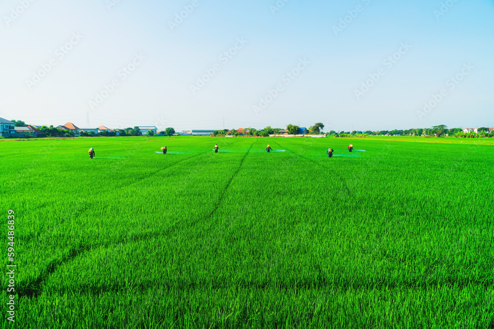 Many farmers are walking around spraying pesticides in rice fields. The farmer's green rice fields are growing, there may be pests that eat the leaves of the rice plants. pesticide spraying. Many farmers are walking around spraying pesticides in rice fields. The farmer's green rice fields are growing, there may be pests that eat the leaves of the rice plants. pesticide spraying.