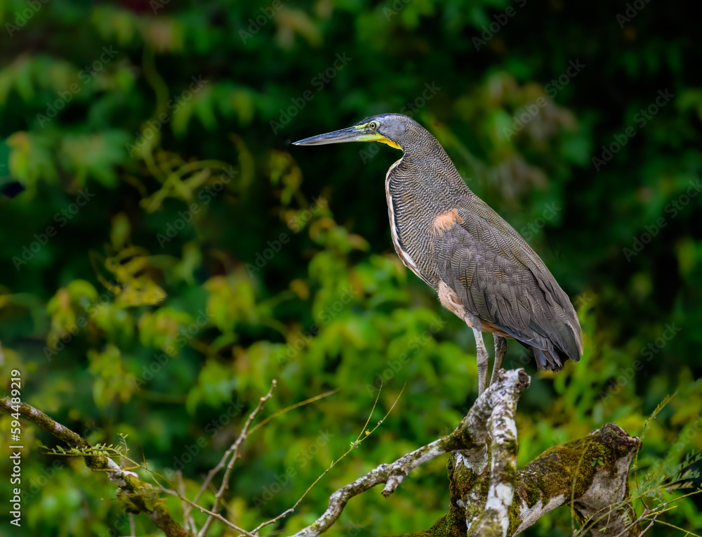Fototapeta premium Fasciated tiger heron closeup portrait on a log