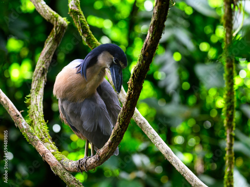 Boat-billed Heron portrait on green background photo