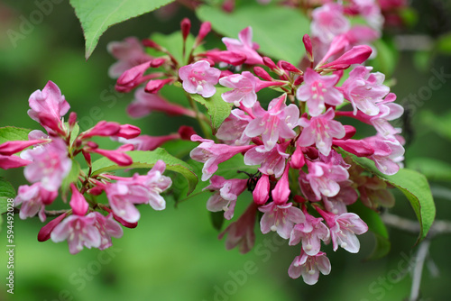 Japanese wisteria flowers drooping in full bloom.