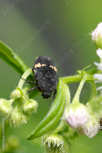 Citrus flower chafer beetle looking for nectar from Philadelphia fleabane blossom (Close up macro photograph on a sunny outdoor) photo