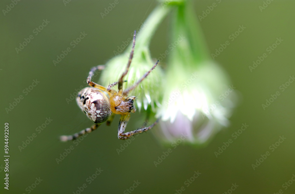 Yamashiroonigumo (Neoscona scylla), on the Philadelphia fleabane blossoms. Close up macro photography. Yamashiroonigumo (Neoscona scylla), on the Philadelphia fleabane blossoms. Close up macro photography.
