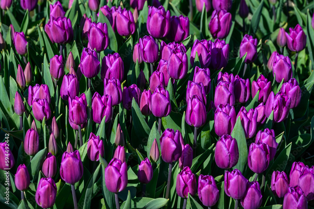 Closeup of purple tulips in a field being grown for bulbs, cheerful nature background
Closeup of purple tulips in a field being grown for bulbs, cheerful nature background