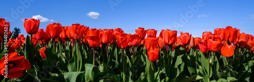 View of row of bright red tulips in a field from below  sunny spring day with blue sky in background 