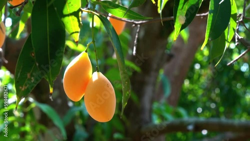 Ripe sweet marian plum, maprang. mayongchid gandaria, plum mango, fruit hanging in a tree in summer season.