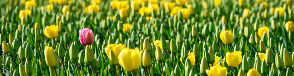 Field of yellow tulips with one pink tulip mixed is, as a nature background
Field of yellow tulips with one pink tulip mixed is, as a nature background