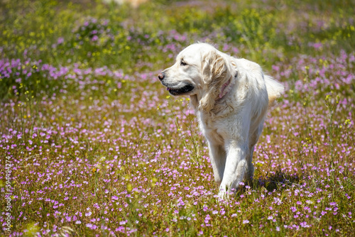 Close up of a smiling happy English Retriever dog running outside in a field of spring superbloom wildflowers in the countryside Antelope Valley Lancaster California © Alexandra