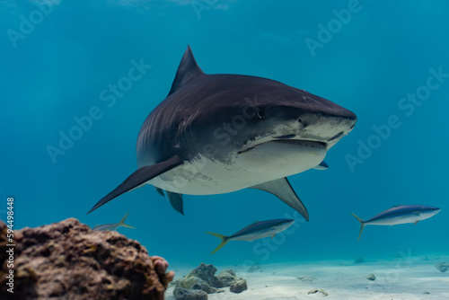 An adult striped tiger shark swims in water column