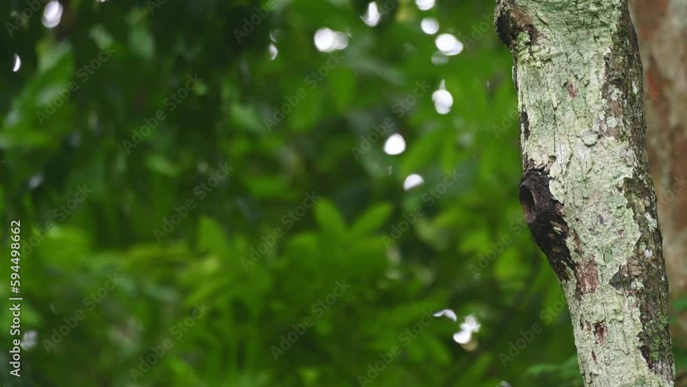 Bringing food to its nest and its so fast, Collared Owlet Taenioptynx brodiei, Thailand Bringing food to its nest and its so fast, Collared Owlet Taenioptynx brodiei, Thailand