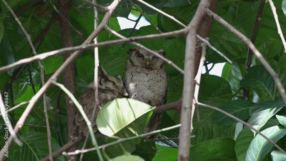 The one on the left leaning on the other as they both sleep during the day, Collared Scops Owl Otus lettia, Thailand The one on the left leaning on the other as they both sleep during the day, Collared Scops Owl Otus lettia, Thailand
