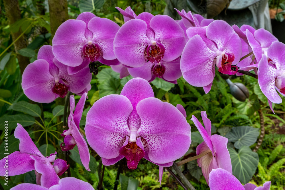 Fototapeta premium Vibrant blooming orchids at the Singapore Botanical Garden