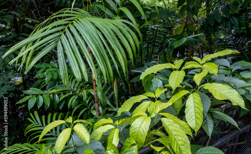 Lush tropical foliage in the Singapore Botanical Garden