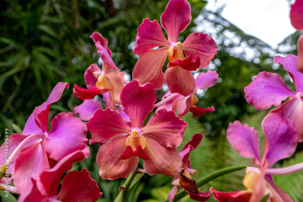 Brightly colored orchids in the Singapore Botanical Garden