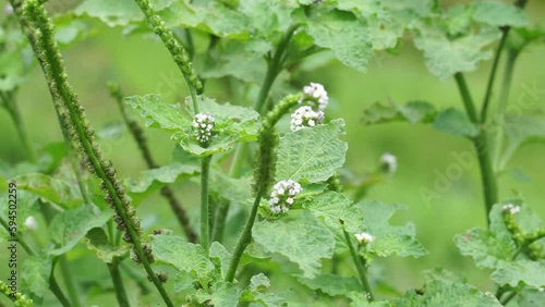 Heliotropium indicum with a natural background. Also called Sangketan, buntut tikus, Indian heliotrope, Indian Turnsole, Heliophytum indicum, Heliotropium parviflorum. photo