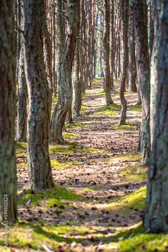 Pine trees twisted into several patterns, Curonian Spit in Kaliningrad Oblast, Baltic Sea 